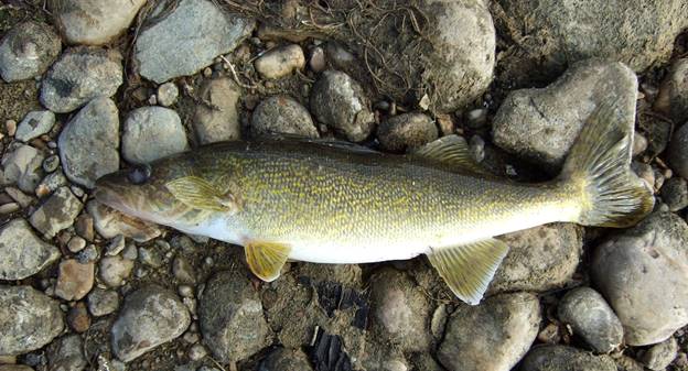 Pickerel